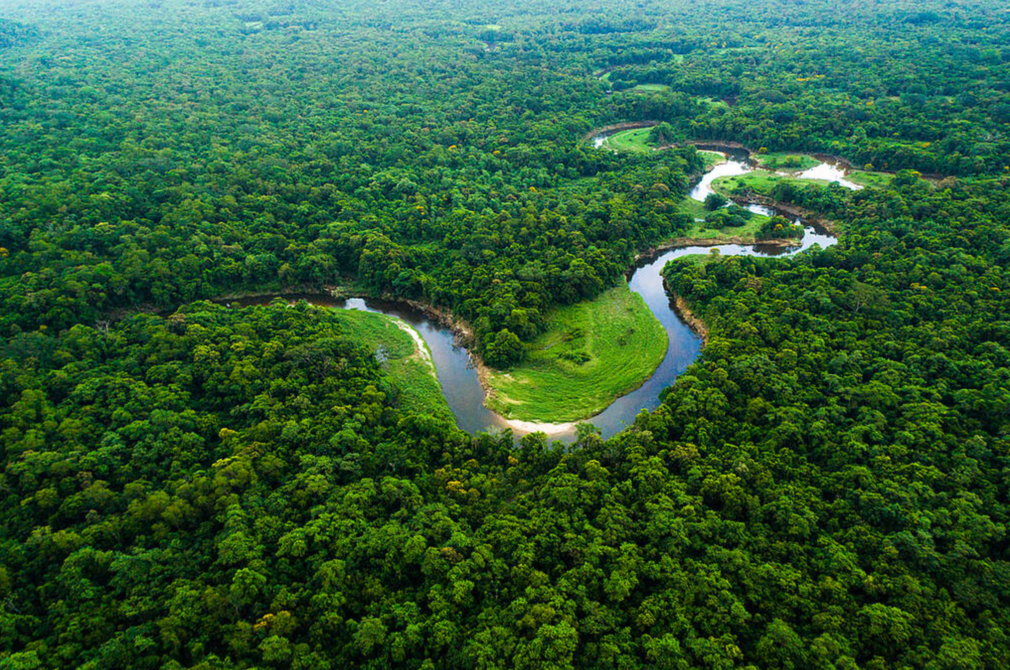 Dia da Amazônia: Celebrando a Importância da Maior Floresta Tropical do Mundo para o Comércio e Logística da América do Sul